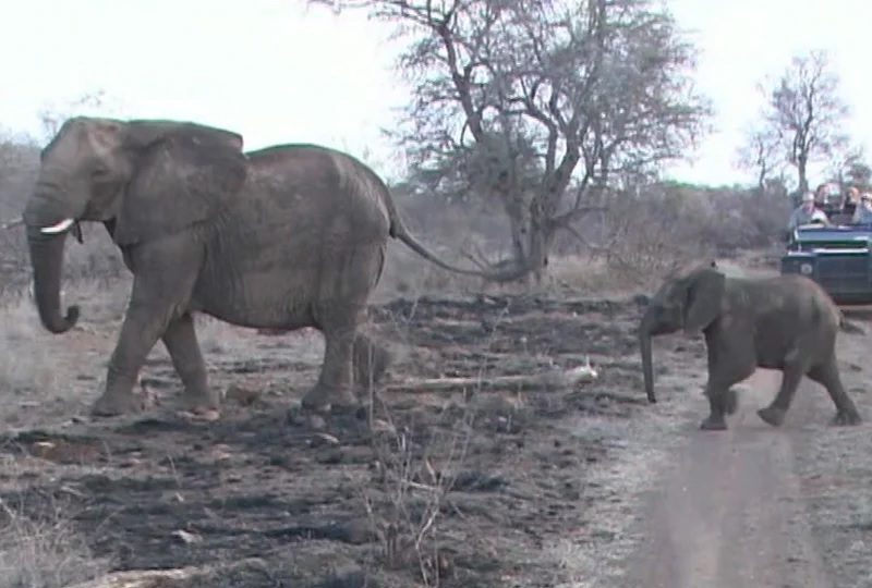 Caught on Safari Live Highlights – Elephants