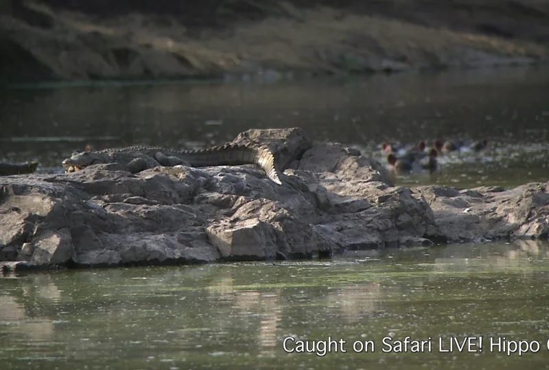Caught on Safari LIVE! : Hippo Cam