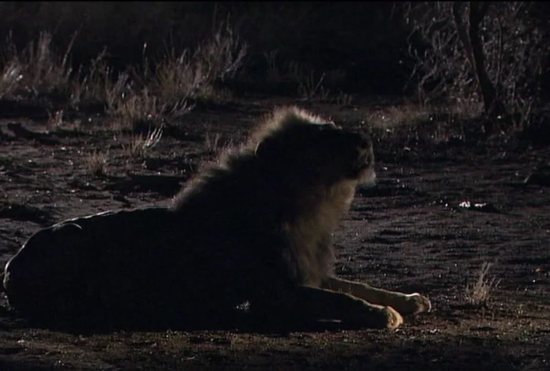 Caught on Safari Live Highlights – Lion Roar